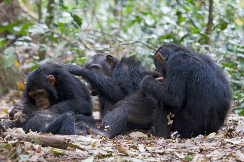 Illustration for article titled La verdad de los chimpancés, el huevo de pascua de Juego de Tronos y lo nuevo de WhatsApp. Lo mejor de la semana